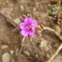 Portulaca pilosa L.